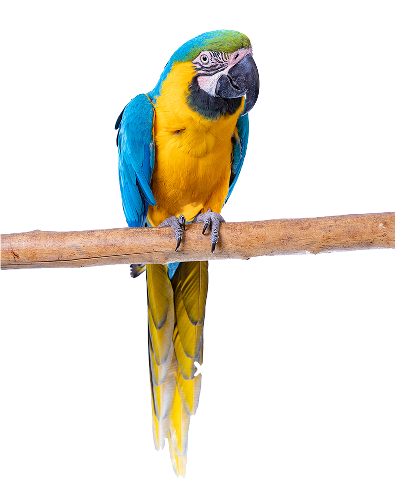 guacamayo-magui